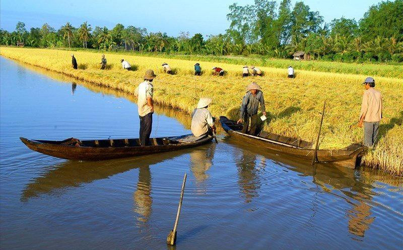 Giá lúa gạo hôm nay 24/8: Giá lúa tươi duy trì mức 6.000–7.100 đồng/kg, giao dịch chậm