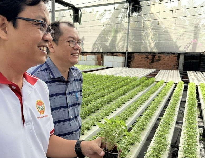 TP.HCM đặt mục tiêu giá trị sản xuất rau an toàn đạt 800 triệu đến 1 tỷ đồng mỗi ha/năm