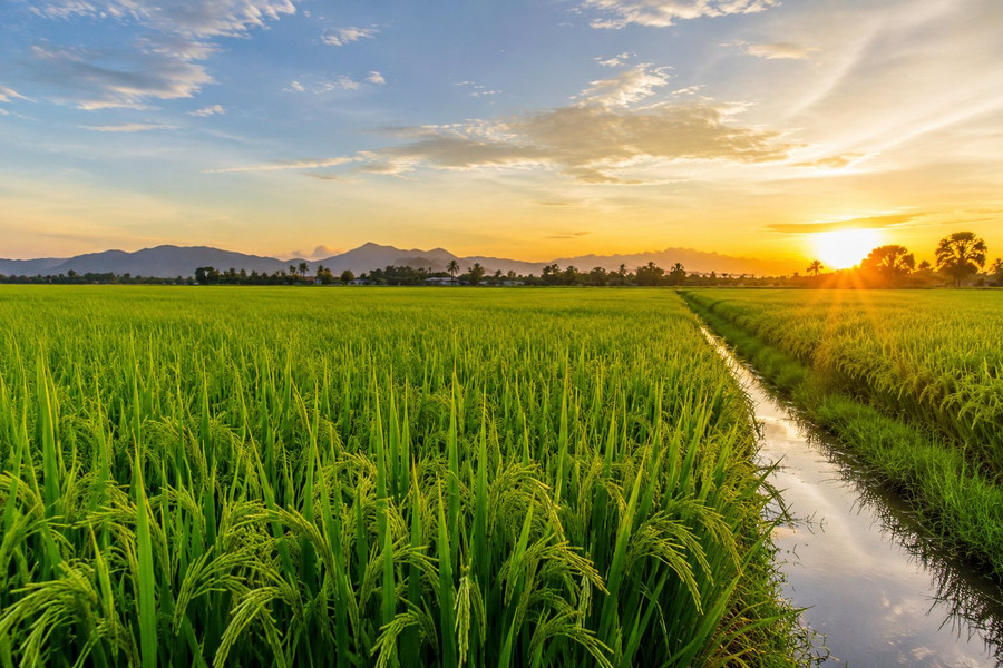 Giá lúa gạo ngày 4/9/2026: Thị trường đi ngang, OM 18 và Đài Thơm 8 giữ giá 6.800 đồng/kg