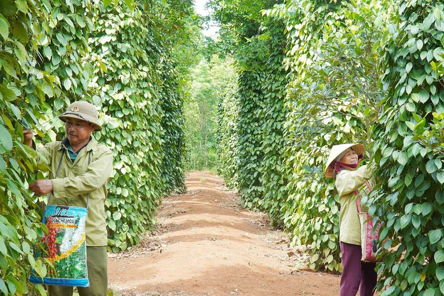 Giá tiêu trong nước tăng 2.000-4.000 đồng/kg, cao su trên các sàn châu Á tiếp tục đi lên